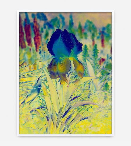 Lisa Oppenheim's photography work.