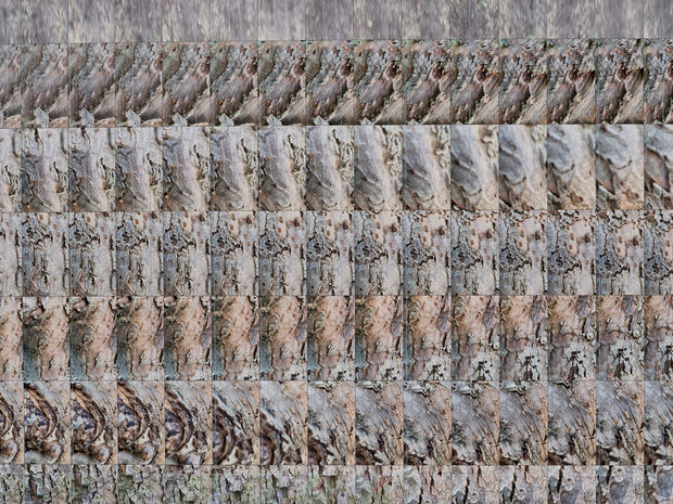 detail of shiyuan photo