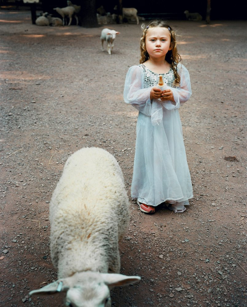 Robin Schwartz, Sheep, 2004