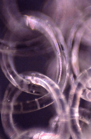 Mariana Parisca, Contents of Miami Bag 12/05/22 (Maison Margiela), 2022