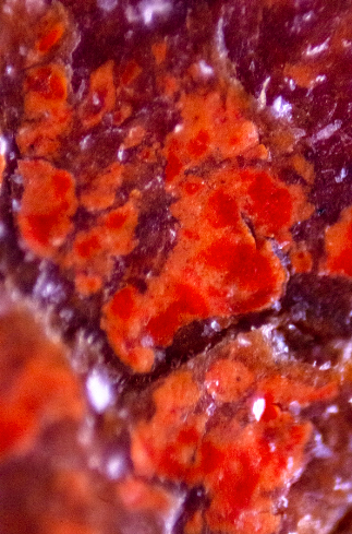 Mariana Parisca, Contents of Miami Bag 12/05/22 (Balenciaga), 2022