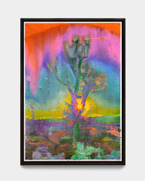 Matthew Brandt, Joshua Tree VC9A, 2023