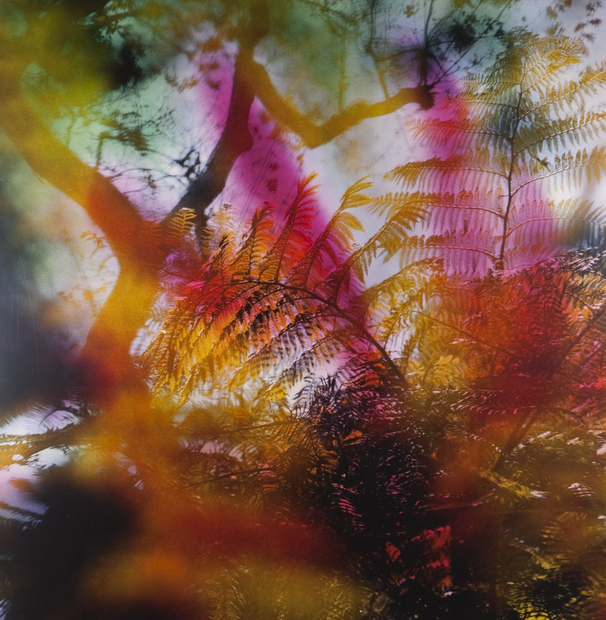 Lisa Eisner, Sunset Tree Fern, 2010