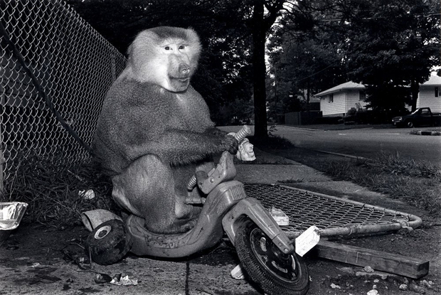 Robin Schwartz, Pete. Hamadryas baboon, male, 5 years old., 1988