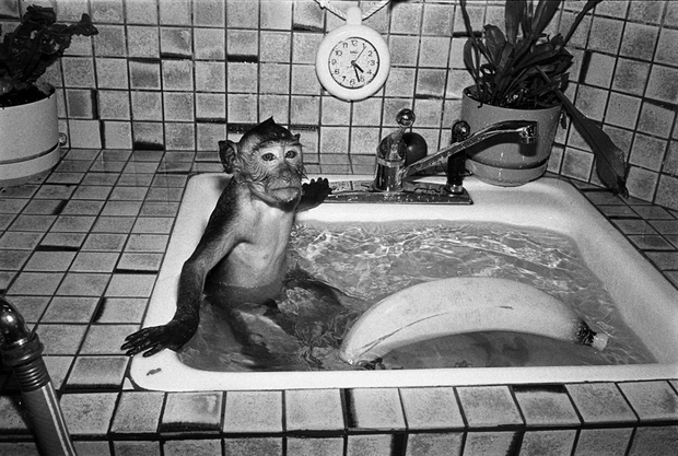 Robin Schwartz, Shibu. Crab-eating macaque, male, 18 months old., 1989