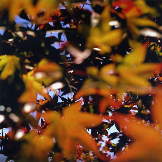 Lisa Eisner, Mushroom Trip, Los Angeles, 2007