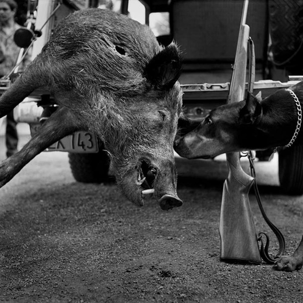Hunter S. Thompson, Wild Boar, Big Sur, California, c. 1960s