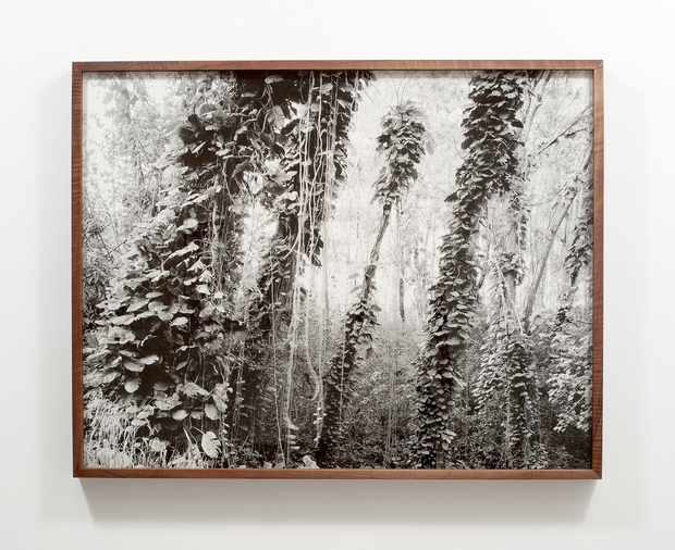 Matthew Porter, Shady Glen, 2011