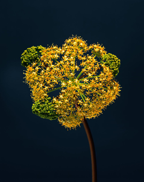 Erwan Frotin, Ferula communis, 2007