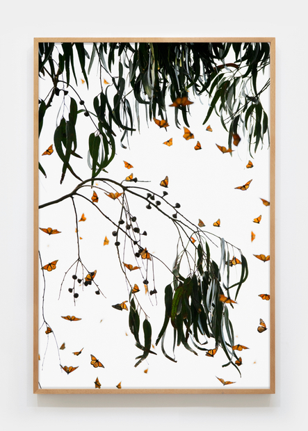 Matthew Porter, Last Butterflies II, 2025