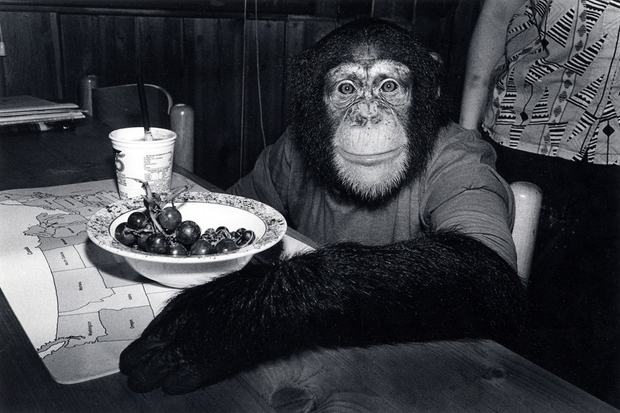 Robin Schwartz, Charlie, chimpanzee, female, 5 years old, 1988