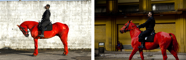 berna reale, palomo, 2012