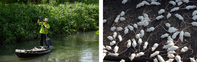 berna reale, imunidade, 2012