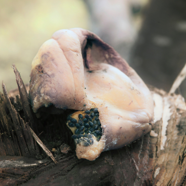 Léonard Pongo | Primordial Earth, Interpretations, Opening Sunday 11 December from 2 - 6 pm