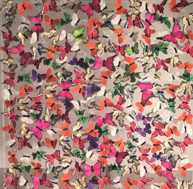 Michael Olsen, Painted Lady, 2018