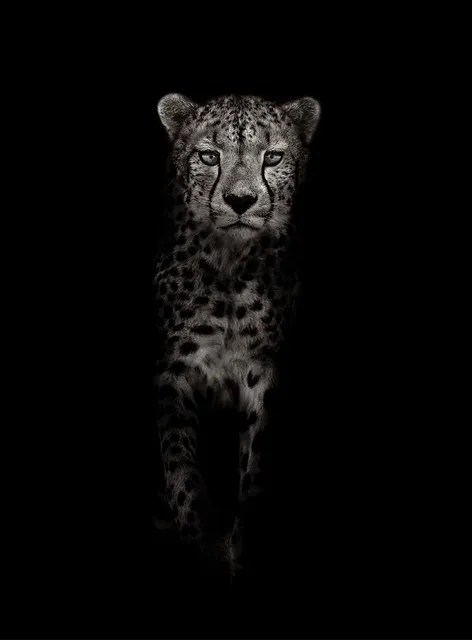 Timothy Dunn, Walking Cheetah (b/w), 2022