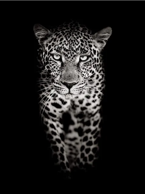 Timothy Dunn, Walking Leopard (b/w), 2022