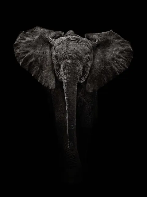 Timothy Dunn, Dumbo, 2022