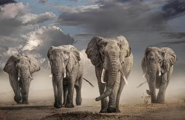 Timothy Dunn, Amboseli Nirvana (colour), 2022