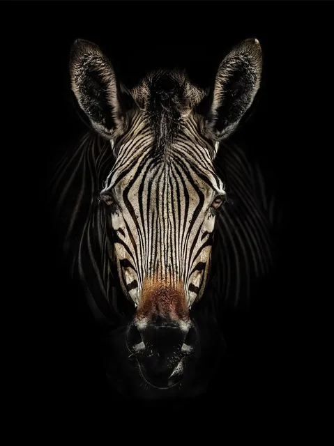 Timothy Dunn, Baby on Board (colour), 2019