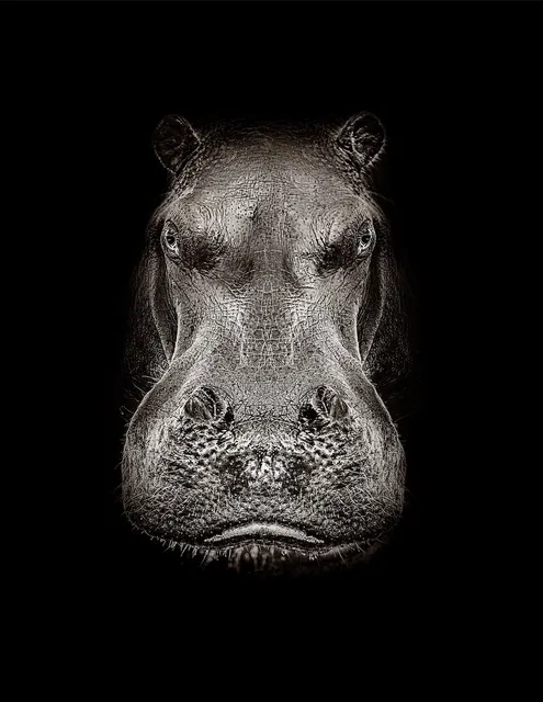 Timothy Dunn, Harry , 2019