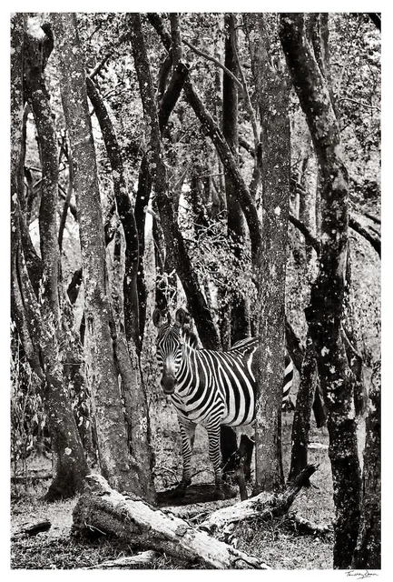 Timothy Dunn, "Now you see me, now you don’t", 2019