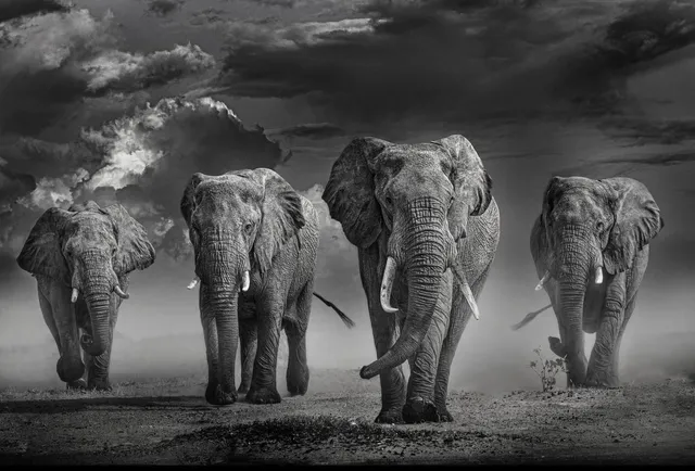 Timothy Dunn, Amboseli Nirvana (b/w), 2022