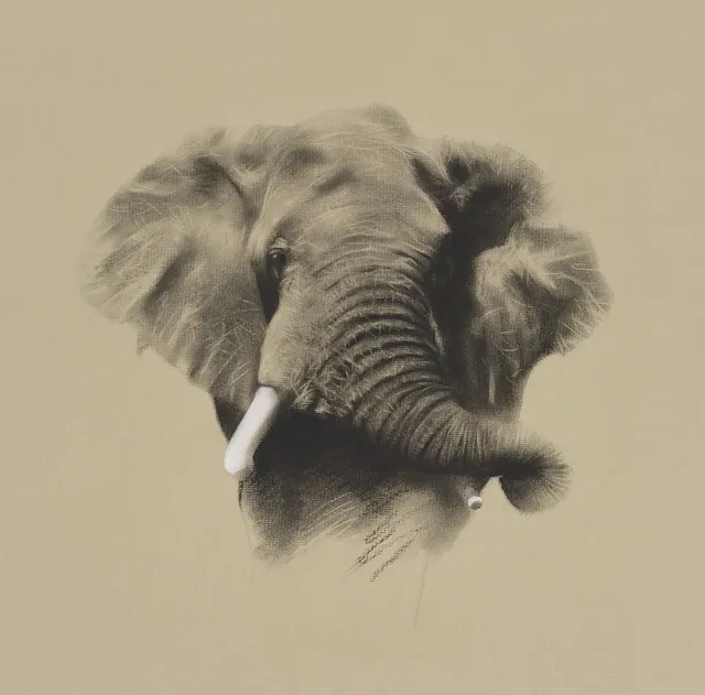 John Green, African Bull Elephant, 2020