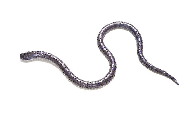 David Bielander, Blue Python, 2011/12