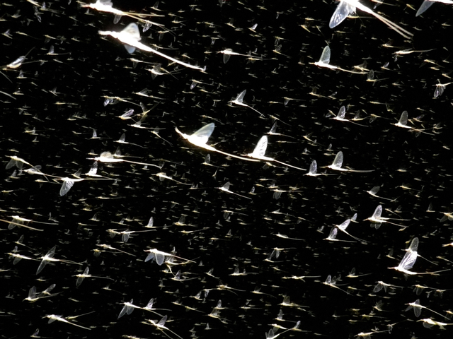 Guillaume Simoneau  Mayflies by D. McLeod, on location ELA, Canada, 2015  Chromogenic print  Flush mounted to archival board  18 x 24 inch (45.72 x 60.96 cm)  Edition of 10 + 2 APs