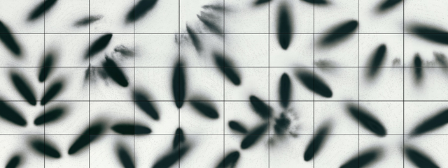 Picture this: Icing Sugar by Ralf Ziervogel