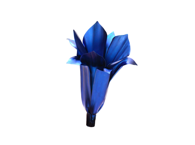 David Bielander, Gentian, 2011. Titanium, Gold. Edition. Photo courtesy of Gallery S O and the artist