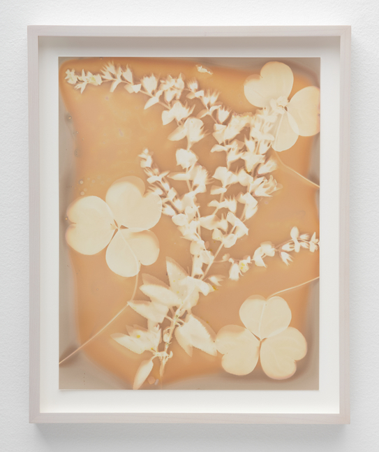 A lumen print by Lily Kwong of three clovers and shrubbery in soft beige hues.