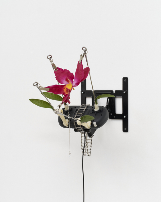 A wall mounted sculpture by Rachel Youn of a faux fuchsia flower pined by its petals to a motor that moves the flower in an orbital motion.
