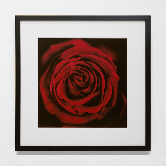 Robert Longo  Untitled (Rose, from Ophelia), 2005  archival pigment print in colors on watercolor paper  15 x 15 inches