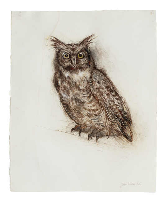 John Alexander Great Horny Owl, 2008 charcoal and watercolor on paper paper: 27 3/8 x 22 inches frame: 38 1/2 x 33 3/8 inches