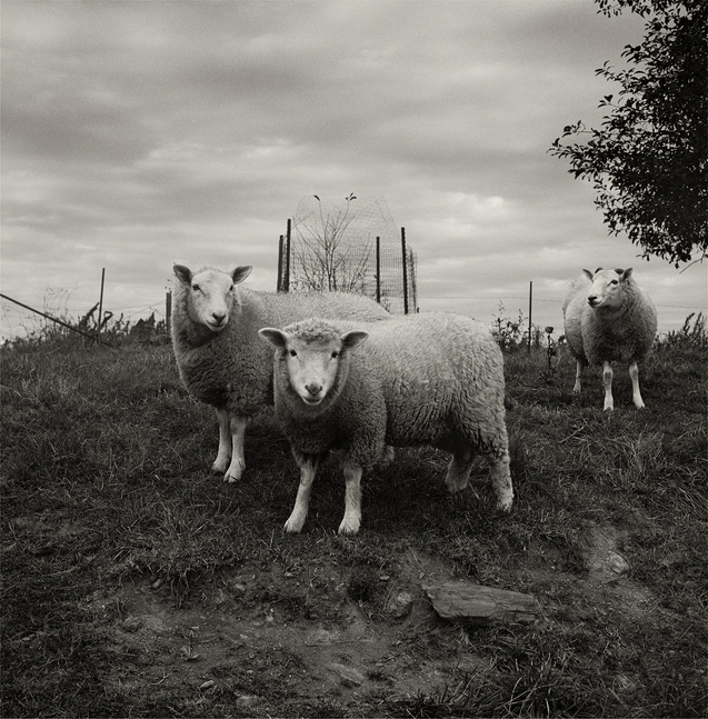 Sheep, Pennsylvania, 1969