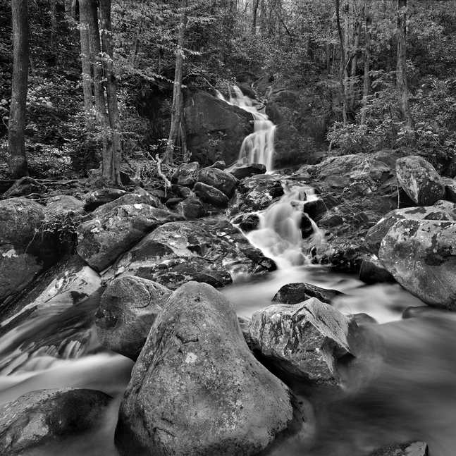 C.W. Banfield-The Wilderness Gallery