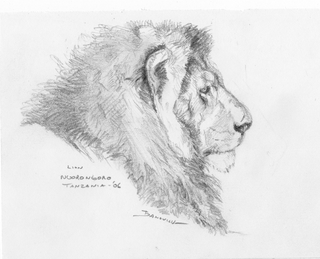 John Banovich
Lion - Ngorongoro, Tanzania
Graphite on paper
3.75h x 5w in
9.53h x 12.70w cm
$ 2,600.00
