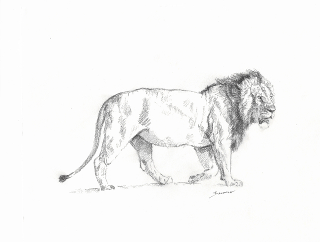 John Banovich

Male Lion Sketch, 2026

Pencil

8h x 10w in
20.32h x 25.40w cm
$ 2,100.00