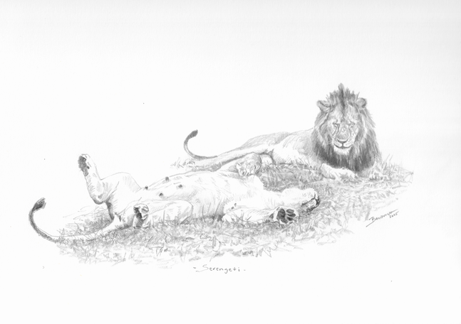 John Banovich

Serengeti, 2025

Pencil

9h x 11.75w in
22.86h x 29.85w cm
$ 2,500.00