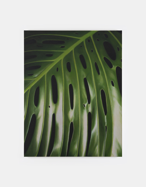 Marcel Vidal&amp;nbsp;

Monstera V, 2025

oil on linen

90 x 70 cm / 35.4 x 27.6 in&amp;nbsp; &amp;nbsp;