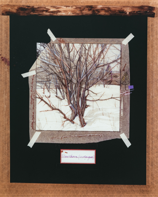 MANUAL (Hill &amp; Bloom) 13 Ways of Coping with Nature (Hawthorn), 1980-81 color-coupler print, ed: 1/1 unique 18 5/8" x 15", M 39, Moody Gallery