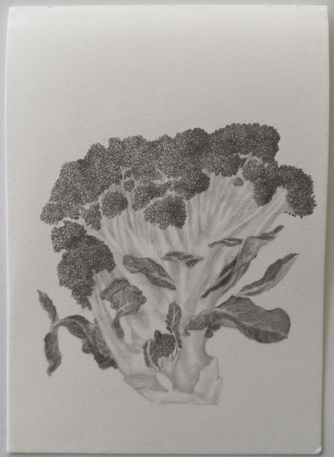drawing of a head of brocolli