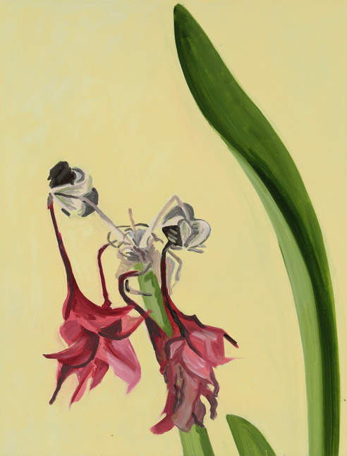 Amaryllis 17, 2006, oil on Masonite, 17 x 13 inches