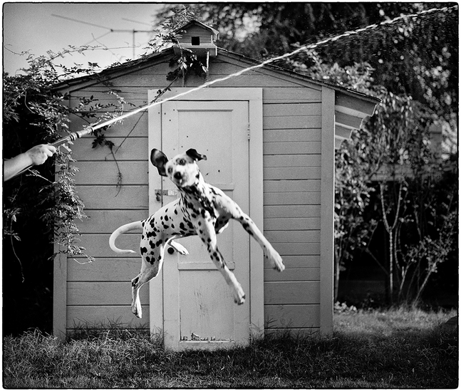 Robert Brecko Walker
Dalmation, Garden Hose, Van Nuys, California, 1975&amp;nbsp;
Signed and numbered in ink
Archival pigment print
Edition 1 of 10&amp;nbsp;
11 x 14 in. matted to 16 x 20 in.