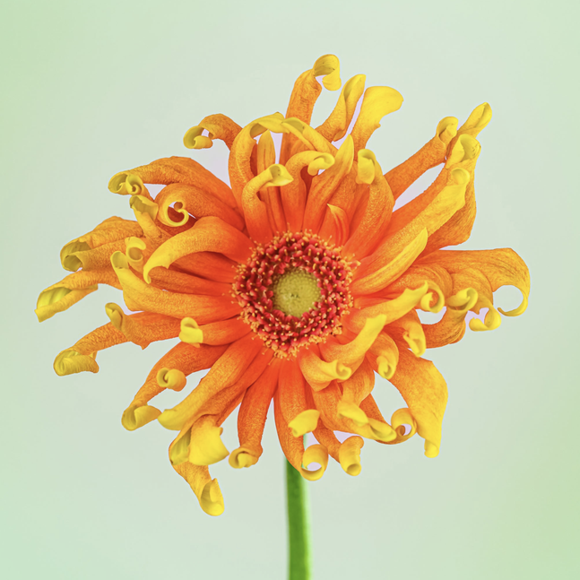 Lisa Pearlman, Venezia Gerbera, 2024