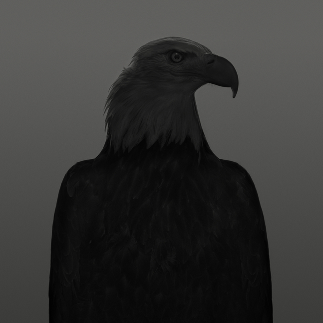 Dean West  Bald Eagle # 2, American West, 2025