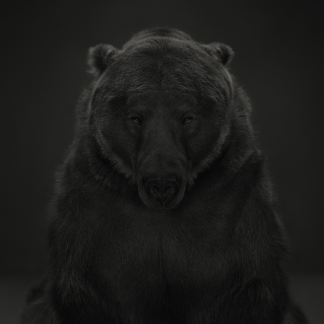 Dean West, Kodiak Bear # 1, American West, 2024