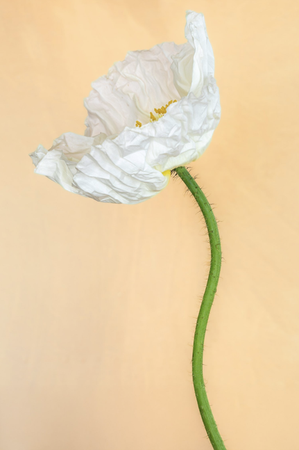 Lisa Pearlman, Vanilla Poppy, 2024